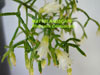 rhipsalis forum