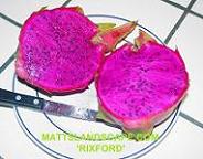 rixford 6