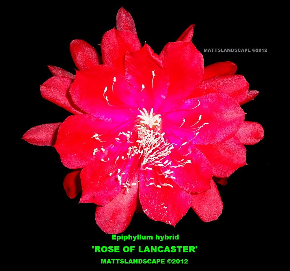 Rose Of Lancaster