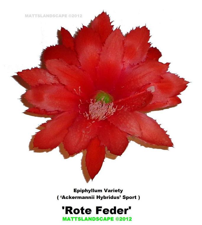 Rote Feder