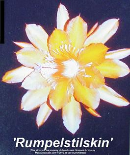 Rumpelstiltskin
