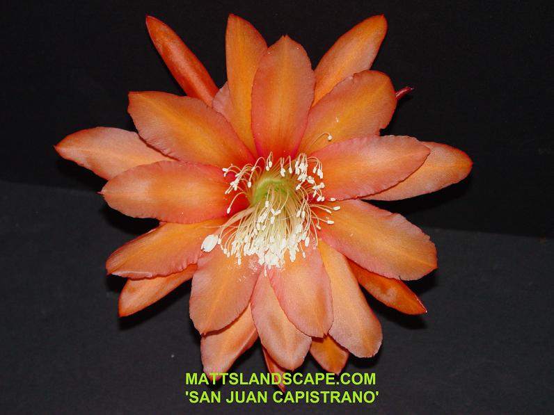 San Juan Capistrano