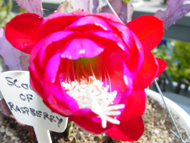 Scoop Of Raspberry