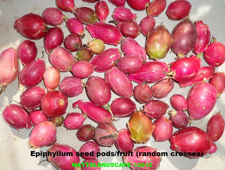 A Random Assortment Of  5 Seed Pods