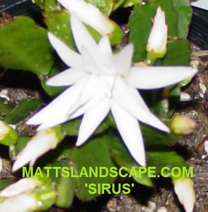 Rhipsalidopsis Sirus