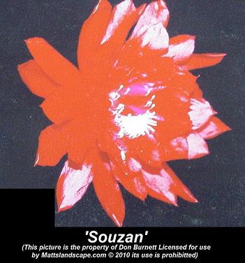 Souzan