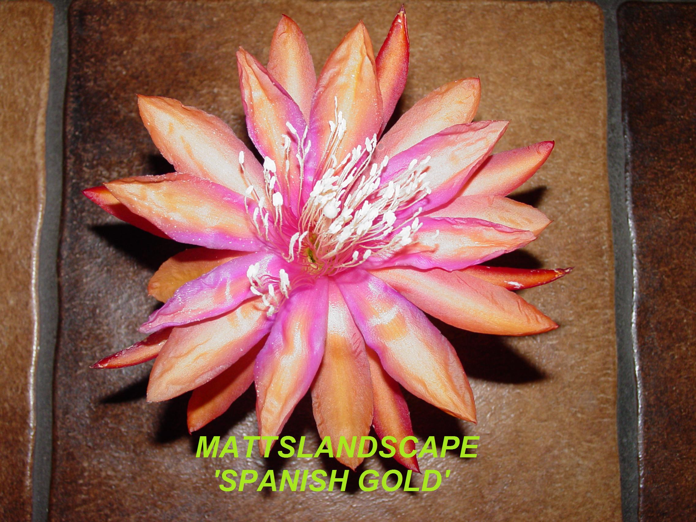 Spanish Gold One Gallon Plant