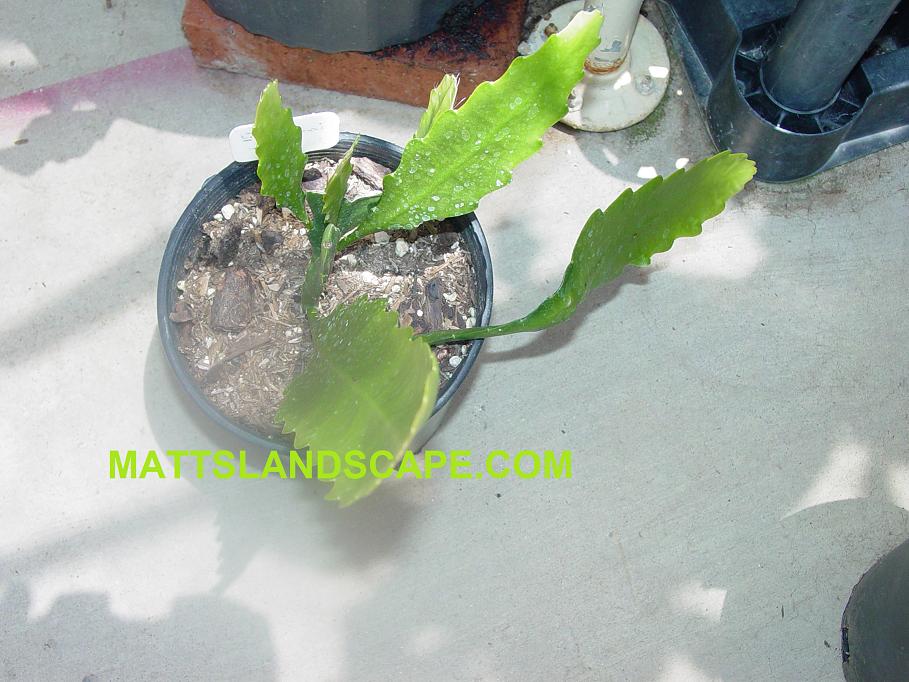Spring On Mars One Gallon Plant