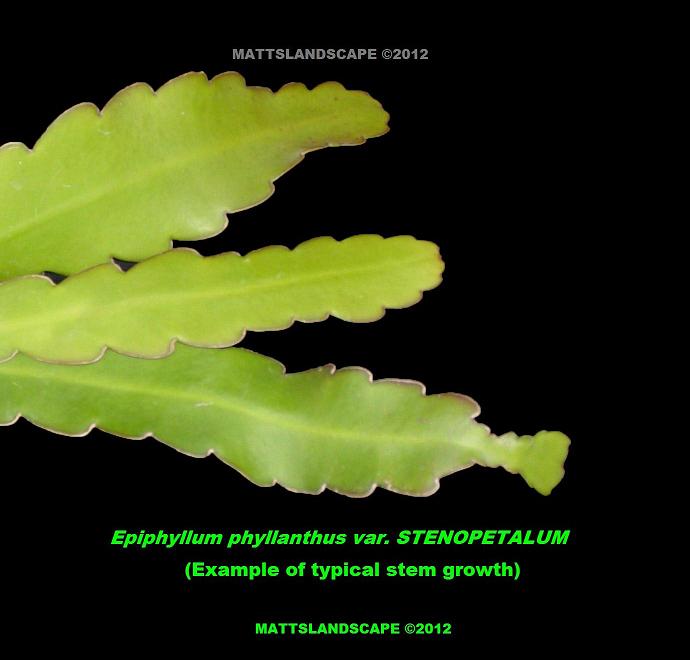 Epiphyllum guatenmalense