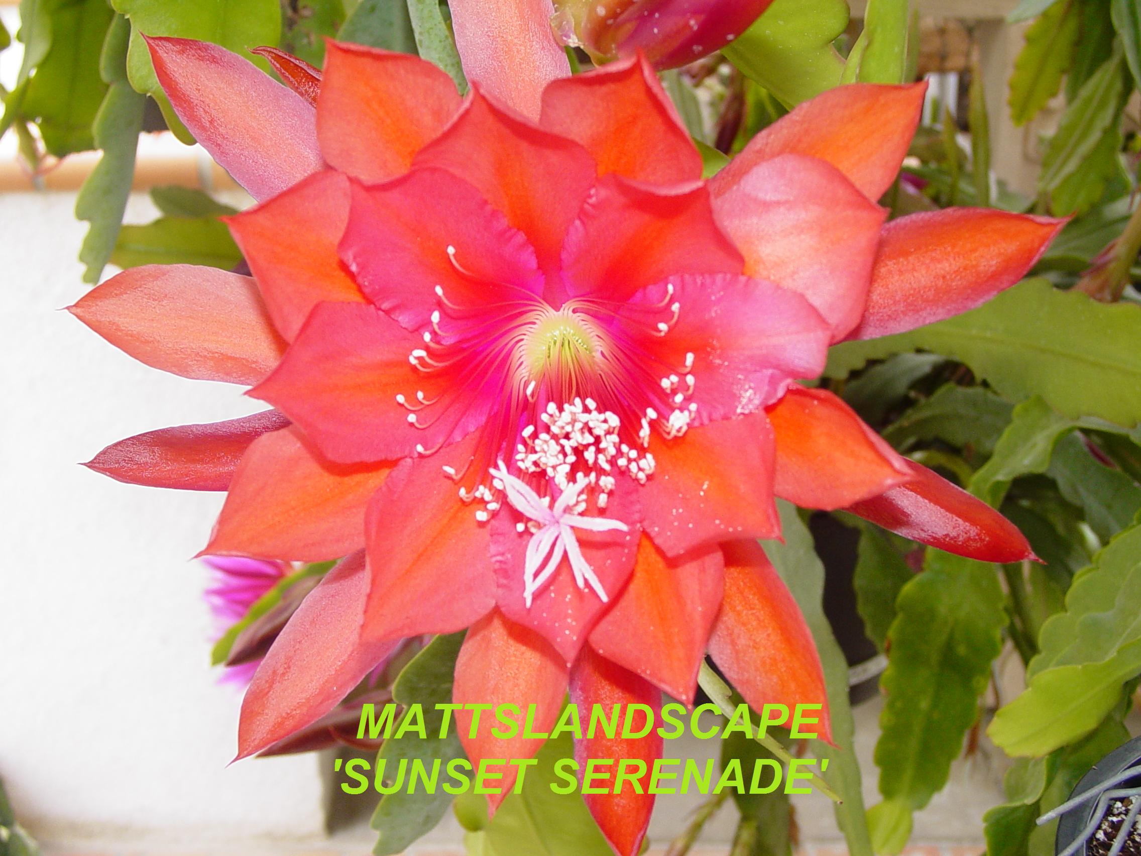 Sunset Serenade One Gallon Plant