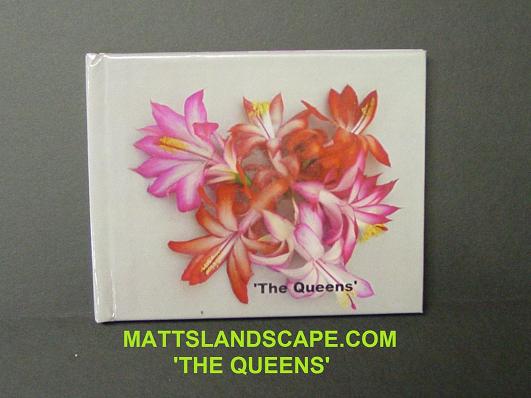 The Queens Schlumbergera Book
