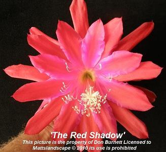 Red Shadow
