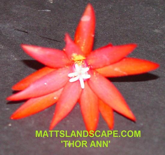 Rhipsalidopsis Thor Ann