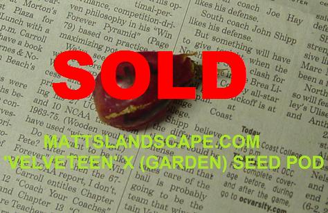 Velveteen X Garden Seed Pod