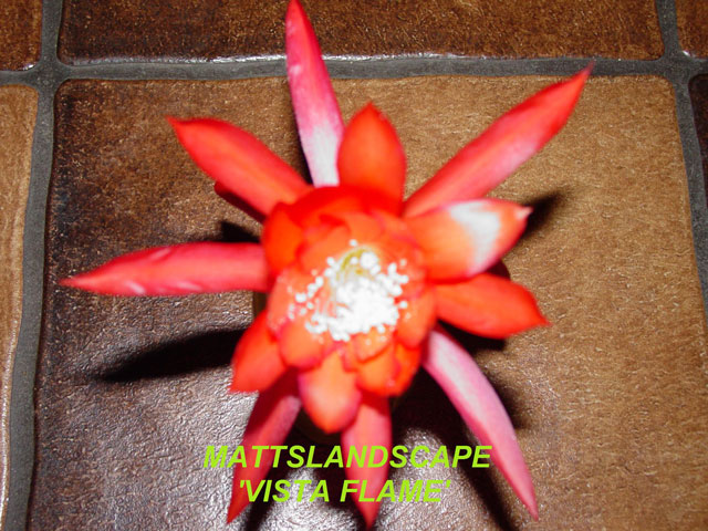 Vista Flame