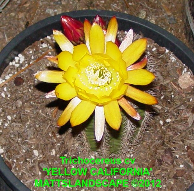 Yellow California Trichocereus Hybrid